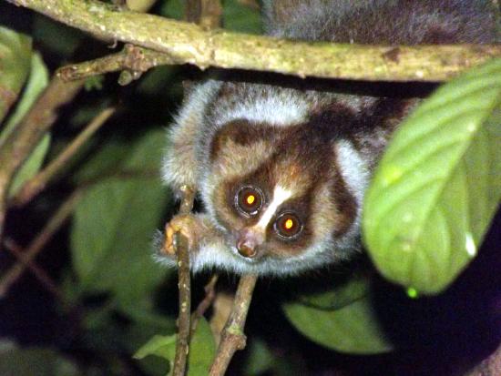 The slow loris is a solitary nocturnal primate.