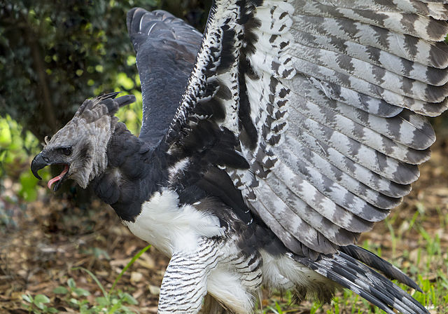 640px-Harpy_Eagle_with_wings_lifted.jpg