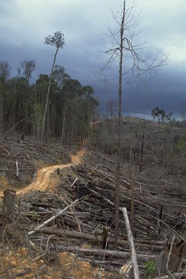 Deforestation of Bornean rainforest for conversion to palm oil plantations.