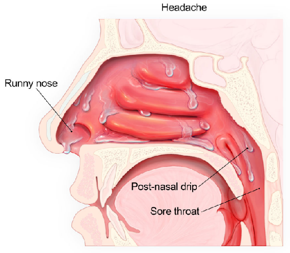 diagrama de la cavidad nasal