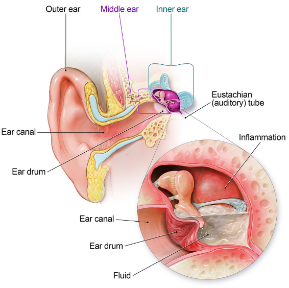 diagram of ear