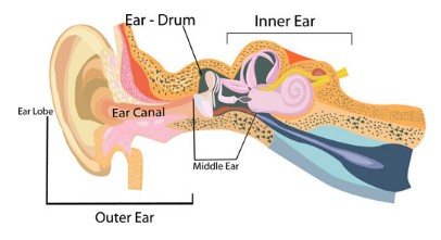 Diagrama de la oreja