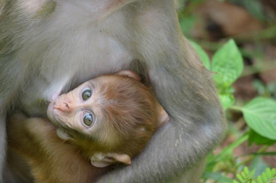 In infant monkey being held by its mother - nursing.