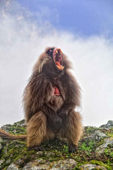  An adult male gelada baboon displays his large canines.