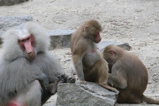 Hamadryas baboons are sexually dimorphic. 