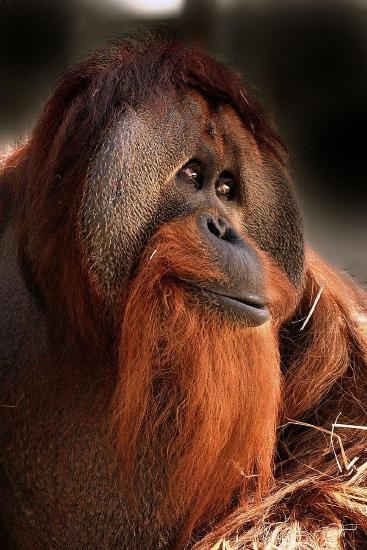 An adult male orangutan displaying secondary sexual characteristics including cheek phalanges and a throat sac.