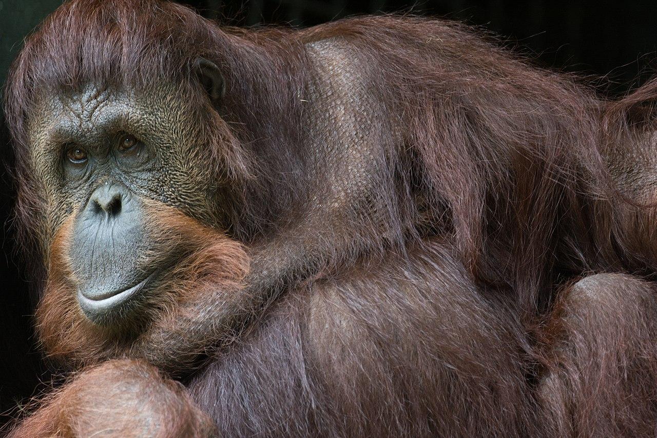 An adult male orangutan in a state of arrested development who has not developed secondary sexual characteristics associated with adult males.
