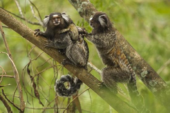 A common marmoset family with twins.