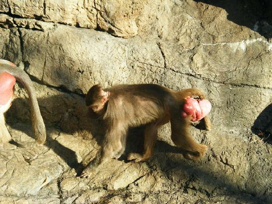 This female hamadryas baboon displays a sexual swelling
