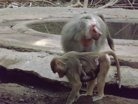 A female hamadryas baboon with infant (foreground); note the lack of a sexual swelling (a male is behind her).