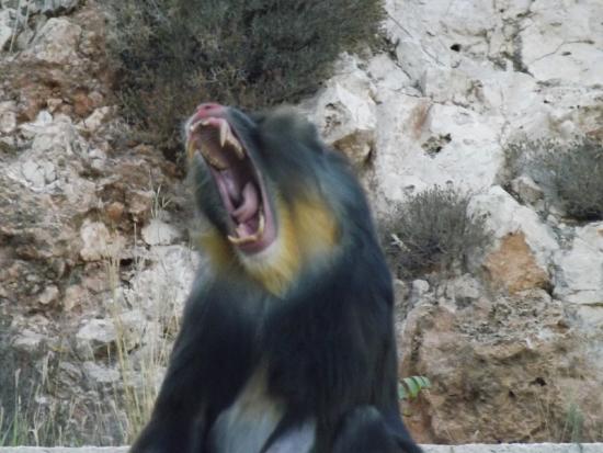 A male mandrill yawning