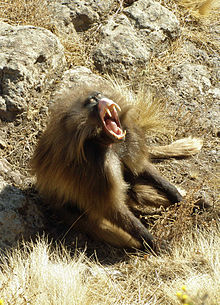  A male gelada baboon lip flip.