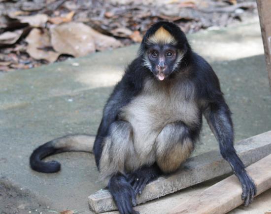 A white-bellied spider monkey displaying a complex facial color pattern.