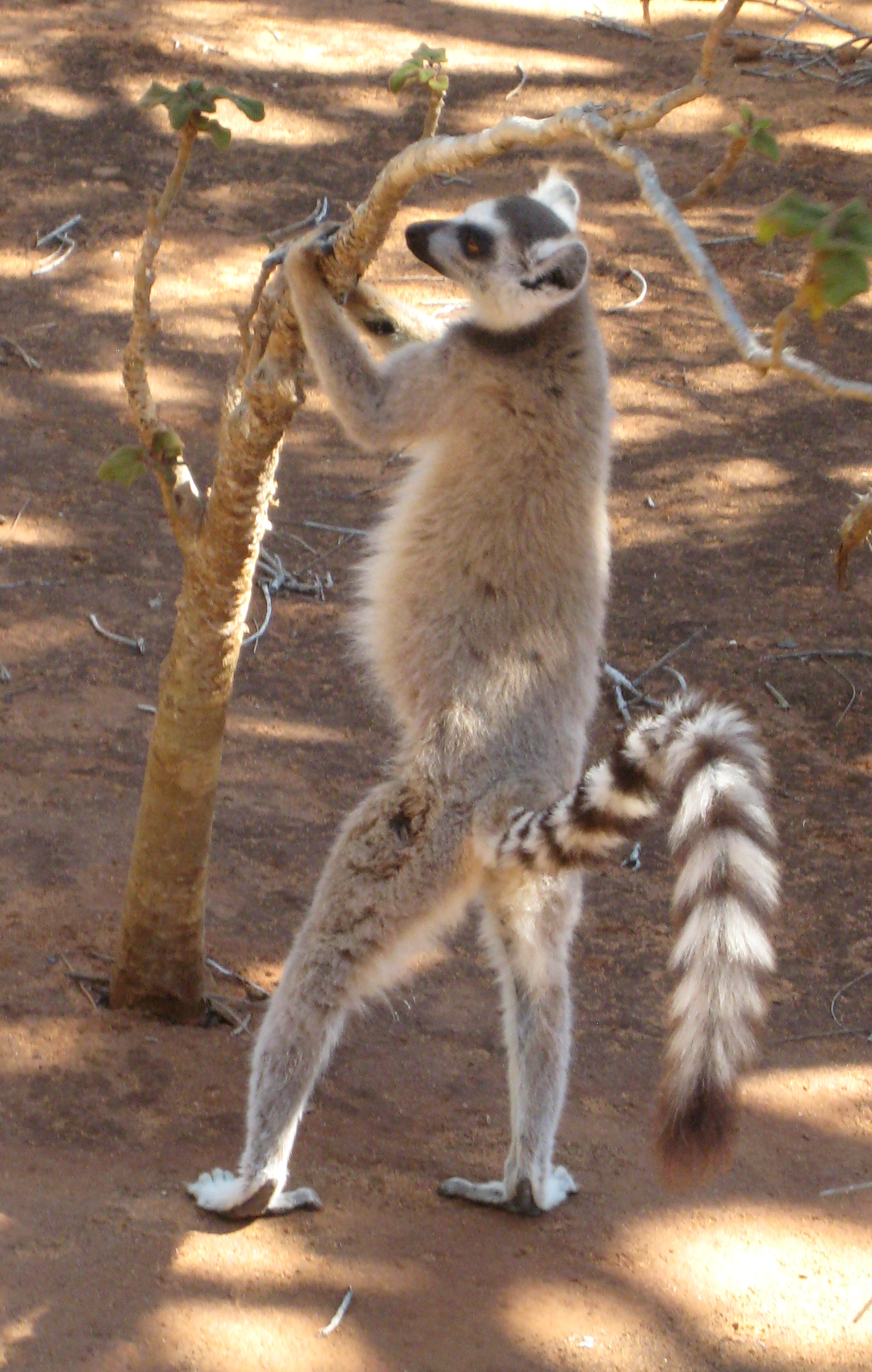 A male ring-tailed lemur uses spur marking to deposit scent on a young tree at Berenty Reserve in Madagascar.