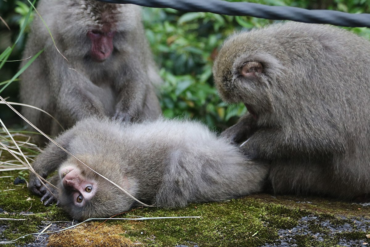 A group of Japanese macaques grooming each other.