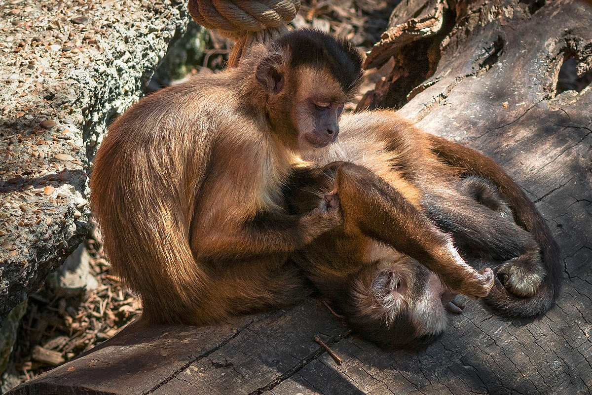 Tufted capuchins grooming.