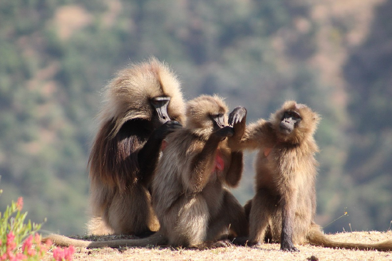 A group of gelada baboons grooming.