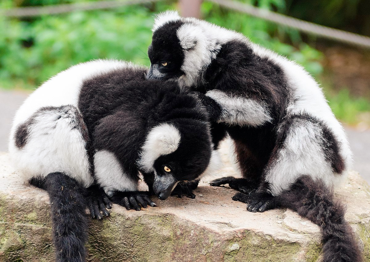 Black-and-white ruffed lemurs groom each other.