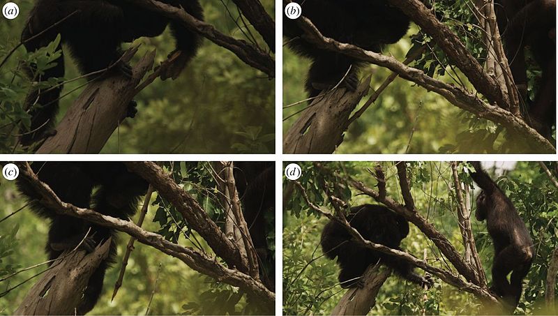 Tool-assisted hunting by a chimpanzee at Fongoli, Sénégal.