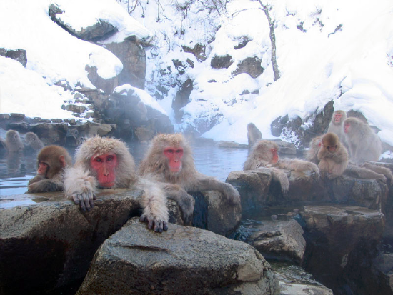 Japanese macaques using the Jigokudani Hot Spring in Nagano Prefecture, Japan.