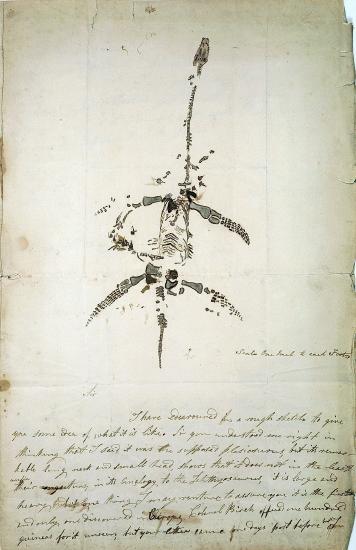 Plesiosaurus, illustrated and described by Mary Anning in an undated handwritten letter.