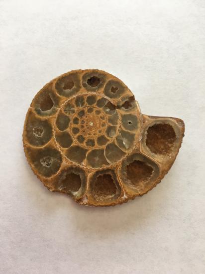  Ammonites are very common and date as far back as the early Jurassic with many variations. They are the fossilized remains of extinct water creatures that are characterized by tightly coiled shells. 