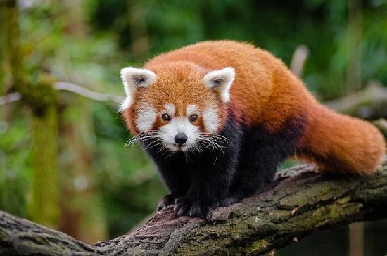 An image of a red panda. Fossils of the red panda, a close ancestor of this modern red panda, were found in Gray, Tennessee. 
