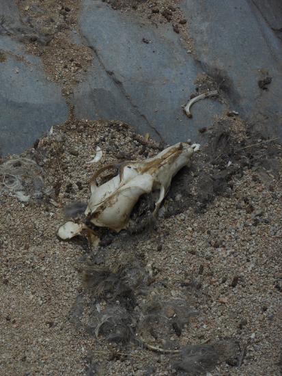 Taphonomy focuses on what happens to the remains of an organism, like this coyote, after death.