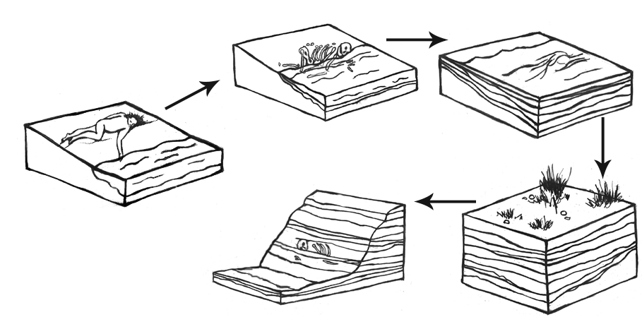 A simplified illustration of the fossilization process from the organism’s death to its eventual discovery by paleoanthropologists.