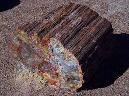 An exquisite piece of petrified wood.