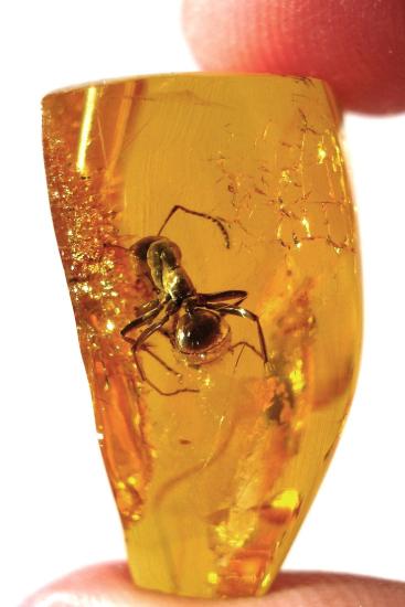 A piece of Baltic amber with an ant trapped inside