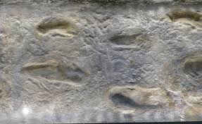 Just a few of the early hominin footprints that fossilized at Laetoli.