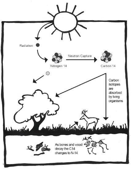 A graphic illustrating how 14C is created in the atmosphere, absorbed by living organisms, and ends up in the archaeological record.