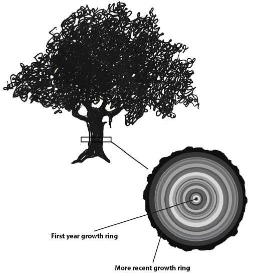 Illustration of a tree and a cross-section of a tree trunk showing the tree rings.