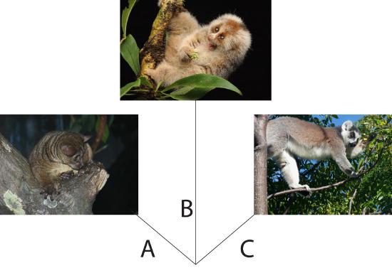 Image illustrating the three major hypotheses are A) the arboreal hypothesis, B) the visual predation hypothesis, and C) the angiosperm-primate coevolution hypothesis.
