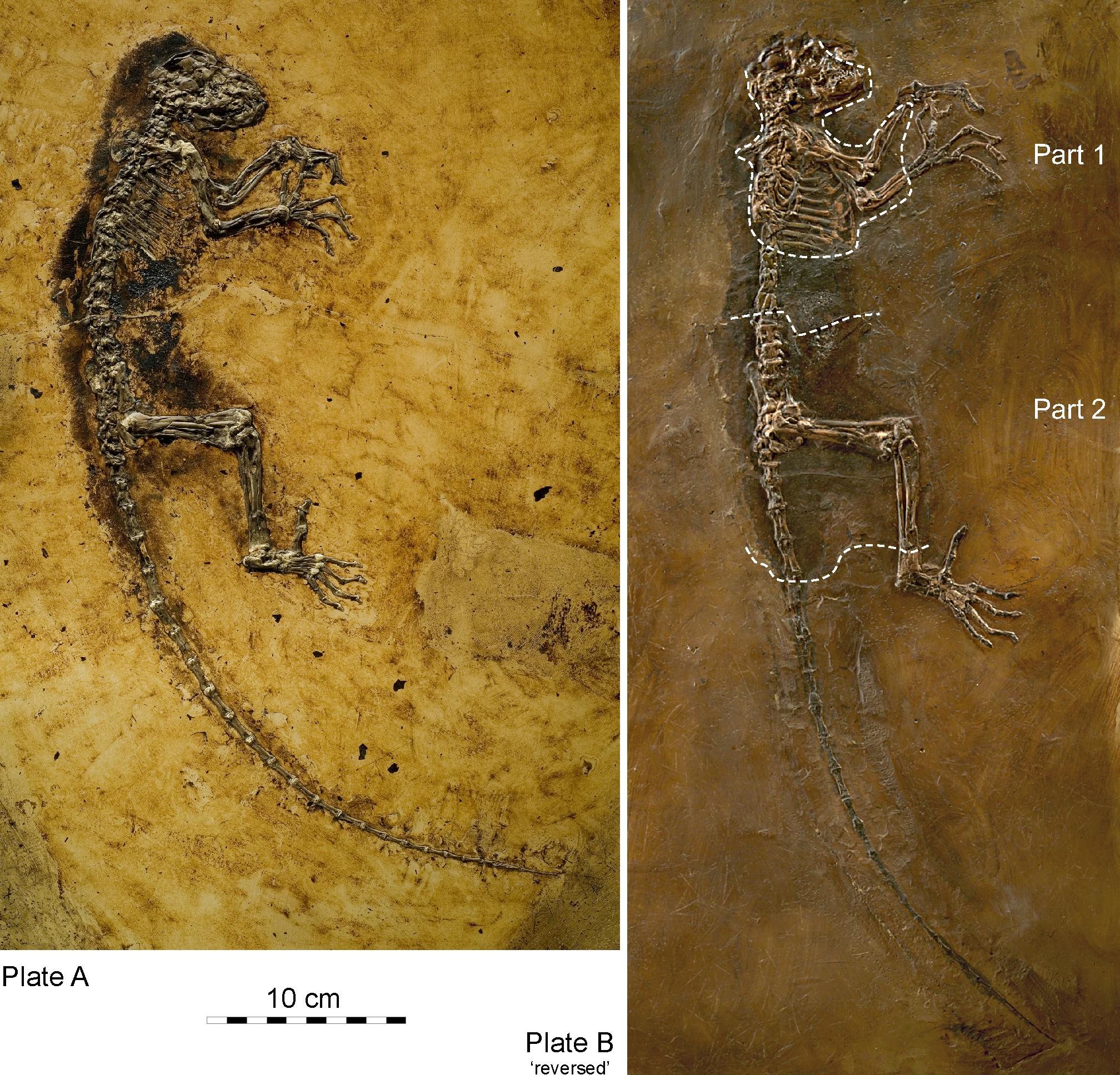 Darwinius masillae. The slab on the left is Plate A and the slab on the right is Plate B. The parts of the skeleton in B that are outside of the dashed lines were fabricated.