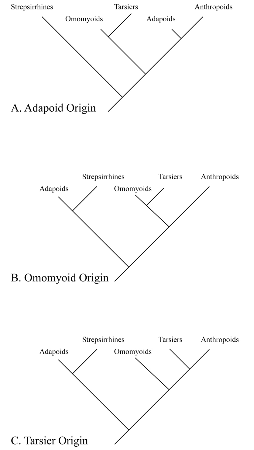 Illustration of competing trees for anthropoid origins.