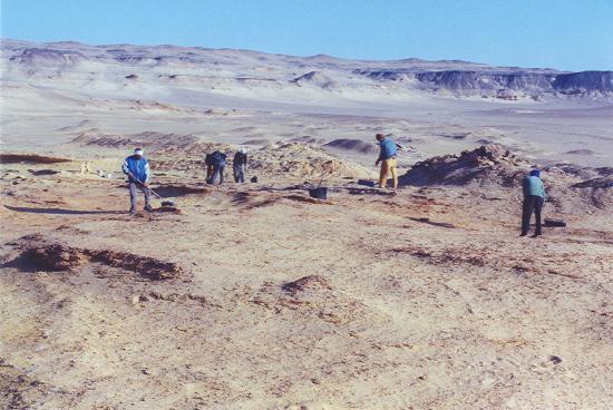 Egyptian workers sweeping Quarry I in the Fayum Basin (2004). 