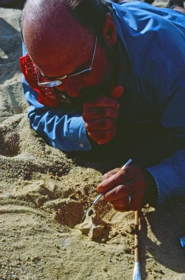 Elwyn Laverne Simons excavating Aegyptopithecus in the Fayum Basin.