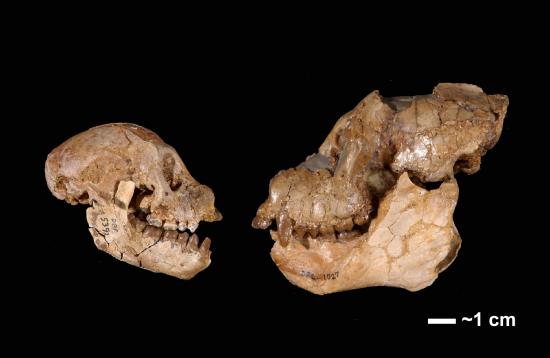 Female and male skull material for Aegyptopithecus zeuxis. 
