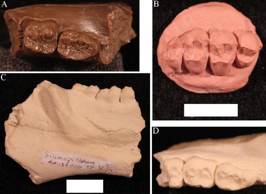 Casts of representative amphipithecid material. A, Pondaungia cotteri right lower jaw fragment with m2 and m3. B, Siamopithecus eocaenus right upper jaw fragment with p4-m3. C, S. eocaenus right lower jaw fragment with partial m1, m2, and m3 in lateral view; note the great depth of this jaw. D, same as in C, but occlusal view.