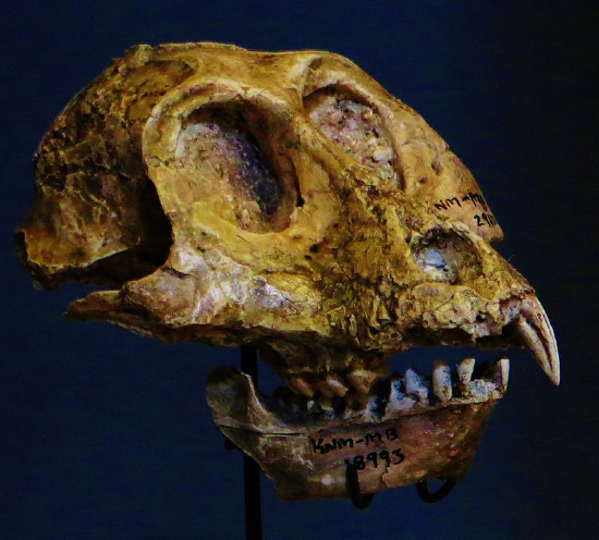 Skull of Victoriapithecus macinnesi (Musee d’Histoire Naturelle, Paris).