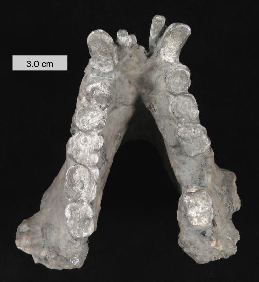 Cast of the mandible of Gigantopithecus blacki.