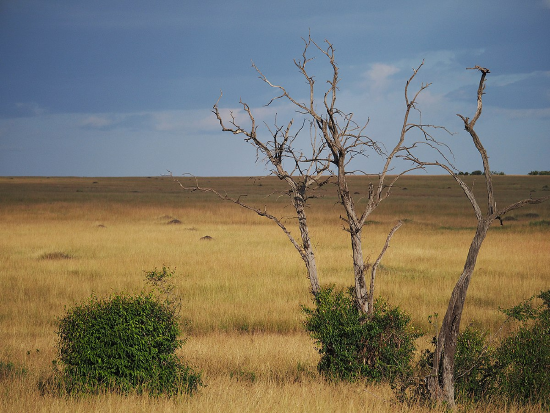 The African savannah grew during early hominin evolution. 