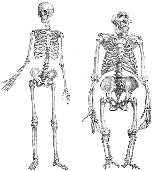 Illustration showing the skeletal differences between gorillas (right and other apes) and humans, who have highly specialized adaptations to facilitate bipedal locomotion.