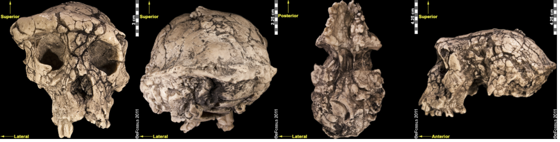 Sahelanthropus tchadensis exhibits a set of derived features, including a long, low cranium; a small, ape-sized braincase; and relatively reduced prognathism.