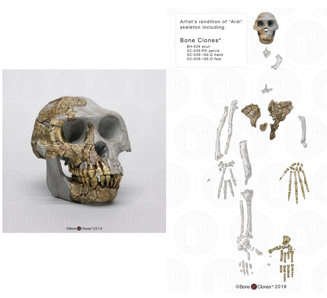 Images of the skull and skeletal fossils of Ardipithecus ramidus 