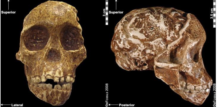 Image of the Taung Child fossil with a nearly complete face, mandible, and partial endocranial cast.