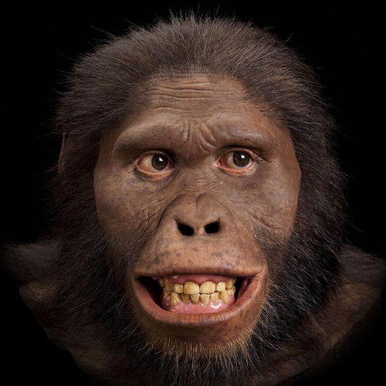 An artistic reconstruction of Australopithecus africanus by John Gurche.