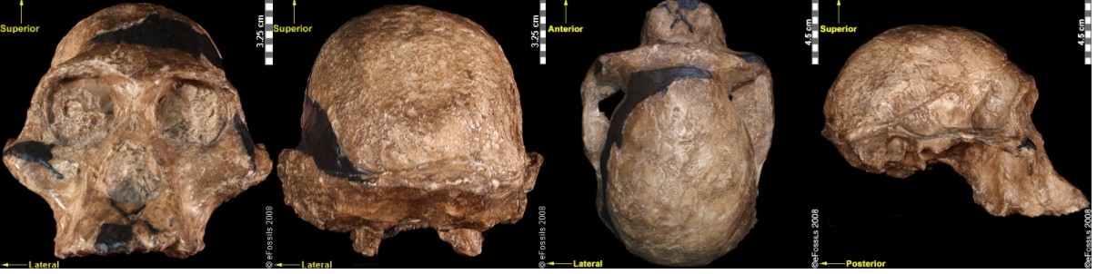 he “Mrs. Ples” brain case is small in size (like apes) but has a less prognathic face and its foramen magnum is positioned more like modern humans than in African apes.